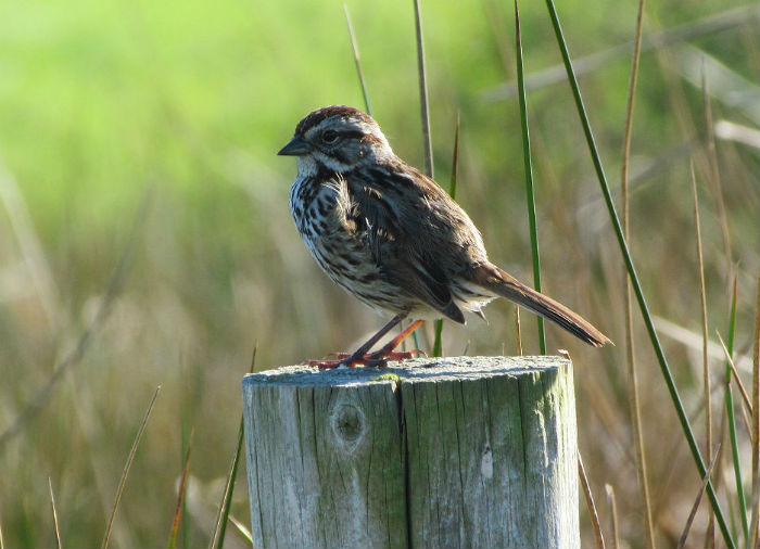 Song Sparrow